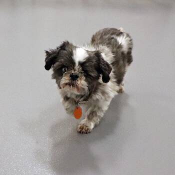 Shih Tzu Dogs Available for Adoption in Port Washington, New York - Stacey | PetCurious