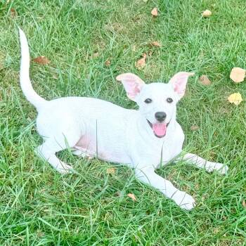Tamale -  Terrier Dog for Adoption in La Grange, Kentucky - Tamale | PetCurious