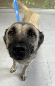 Virginia -  Anatolian Shepherd and Mixed Breed Dog for Adoption in San Antonio, Texas - Virginia | PetCurious