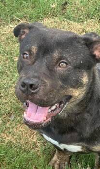 ANDY -  American Bulldog and Mixed Breed Dog for Adoption in Atlanta, Georgia - ANDY | PetCurious