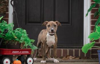 Catherine of Aragon -  Pit Bull Terrier Dog for Adoption in Salisbury, Maryland - Catherine Of Aragon | PetCurious