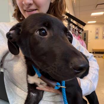 Mable -  Cattle Dog and Mixed Breed Dog for Adoption in Chicago, Illinois - Mable | PetCurious