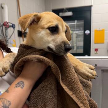 Lola -  Mixed Breed Dog for Adoption in Walker, Michigan - Lola | PetCurious