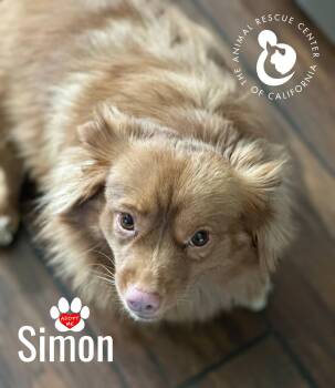 Chihuahua Dogs Available for Adoption - Simon | PetCurious