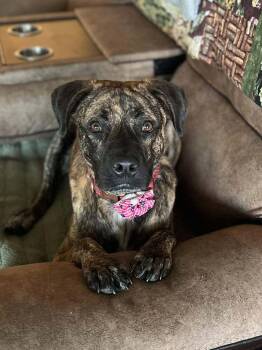 Rescue Black Mouth Cur and Plott Hound Dogs for Adoption in Mooresville, North Carolina - Dipsy | PetCurious
