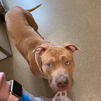Pit Bull Terrier Dogs Available for Adoption in Council Bluffs, Iowa - Manny | PetCurious
