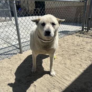 HINATA -  Siberian Husky and Mixed Breed Dog for Adoption in Thousand Palms, California - HINATA | PetCurious