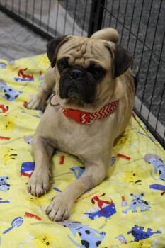 Zorro -  Pug Dog for Adoption in Tucson, Arizona - Zorro | PetCurious