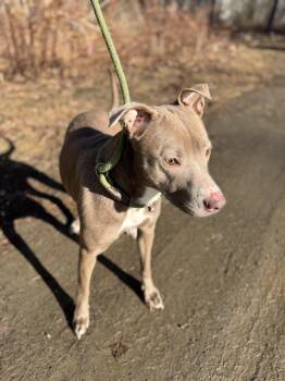 Rescue Mixed Breed Dogs for Adoption in Vassalboro, Maine - Pickles | PetCurious