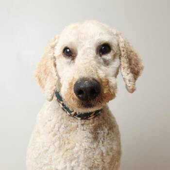Voyager D69848 -  Standard Poodle Dog for Adoption in Minnetonka, Minnesota - Voyager D69848 | PetCurious