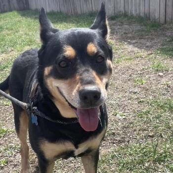 German Shepherd Dog and Australian Kelpie Dogs Available for Adoption in West Des Moines, Iowa - Santana | PetCurious