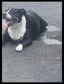 Rescue Mixed Breed Dogs for Adoption in Palmetto, Florida - HYPER | PetCurious