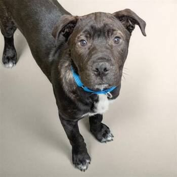 Mastiff and Mixed Breed Dogs Available for Adoption in St. Louis, Missouri - ARLO | PetCurious