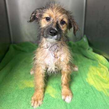 Terrier Dogs Available for Adoption in Bethel, Connecticut - Peony | PetCurious