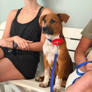 Fleck -  American Staffordshire Terrier and Cattle Dog Dog for Adoption in Manhasset, New York - Fleck | PetCurious
