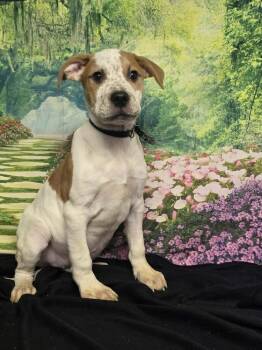 American Staffordshire Terrier Dogs Available for Adoption - Marshmallow | PetCurious