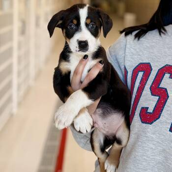 Hound Dogs Available for Adoption - Frappy | PetCurious