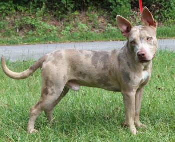 Patrick 44080 -  American Bulldog and Catahoula Leopard Dog Dog for Adoption in Prattville, Alabama - Patrick 44080 | PetCurious