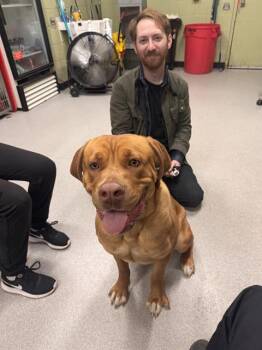 Mastiff and Mixed Breed Dogs Available for Adoption - BAKLAVA | PetCurious