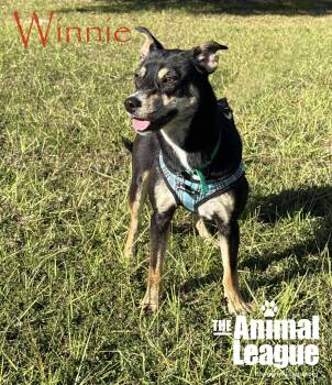 Rescue Catahoula Leopard Dog and Chihuahua Dogs for Adoption in Groveland, Florida - Winnie | PetCurious