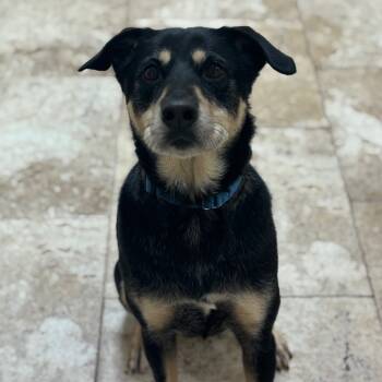 Rescue Mixed Breed Dogs for Adoption in Titusville, Florida - Zoe | PetCurious