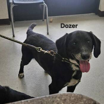 Dozer -  Mixed Breed Dog for Adoption in Ballston Spa, New York - Dozer | PetCurious