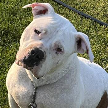 American Bulldog and Mixed Breed Dogs Available for Adoption in Cashmere, Washington - Hawk | PetCurious