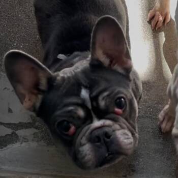 French Bulldog Dogs Available for Adoption - Sapphire | PetCurious