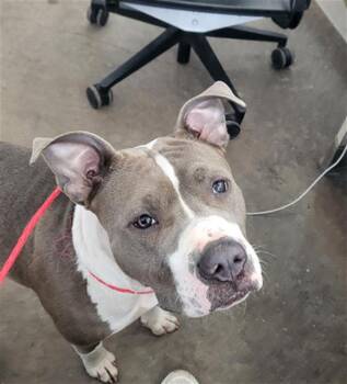 Mixed Breed Dogs Available for Adoption in Dallas, Texas - PUDDING | PetCurious