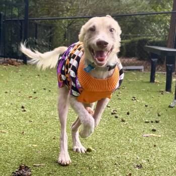 Rescue Labrador Retriever Dogs for Adoption in Columbia, South Carolina - Duke Droolington | PetCurious