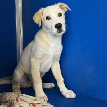 Mixed Breed Dogs Available for Adoption in Las Cruces, New Mexico - Otty | PetCurious