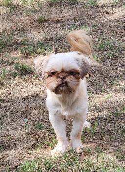 Delilah -  Shih Tzu Dog for Adoption in Houston, Texas - Delilah | PetCurious