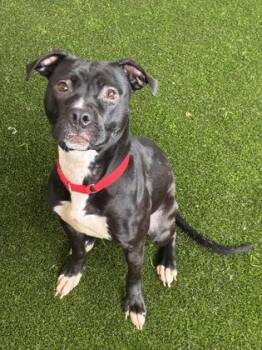 Mixed Breed Dogs Available for Adoption in West Chester, Pennsylvania - Bunny | PetCurious