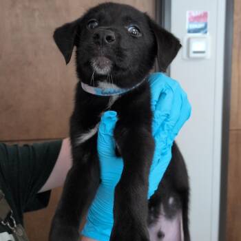 Godfrey -  Labrador Retriever and Great Pyrenees Dog for Adoption in Hattiesburg, Mississippi - Godfrey | PetCurious