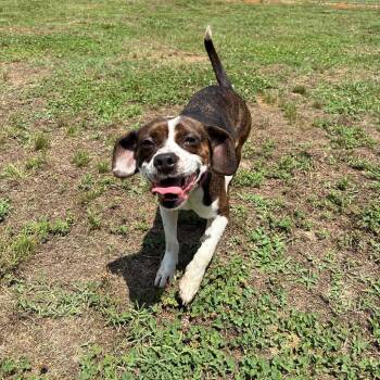 Beagle and Boston Terrier Dogs Available for Adoption in Roxboro, North Carolina - Evette | PetCurious