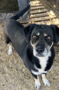 Rescue Mixed Breed Dogs for Adoption in Canyon, Texas - PJ | PetCurious