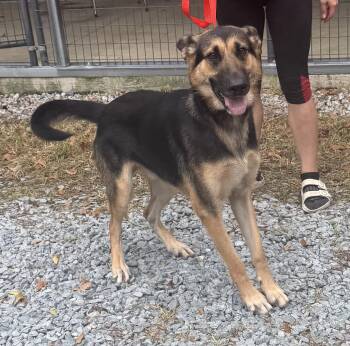 Morris -  German Shepherd Dog Dog for Adoption in Elizabethtown, North Carolina - Morris | PetCurious