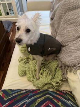 Rescue Terrier Dogs for Adoption in Hillsborough, North Carolina - Rosalie | PetCurious