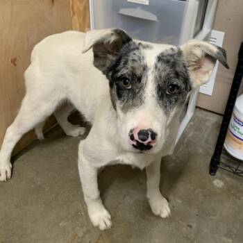Rescue Cattle Dog and Mixed Breed Dogs for Adoption in Washburn, Missouri - Nomad Nico | PetCurious