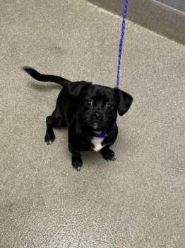 Chihuahua Dogs Available for Adoption in Las Vegas, Nevada - BIG SKY | PetCurious