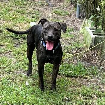 Baby J -  Pit Bull Terrier Dog for Adoption in Newport, North Carolina - Baby J | PetCurious