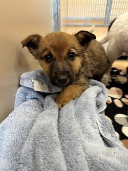BUMI -  Australian Cattle Dog Blue Heeler and Mixed Breed Dog for Adoption in Frisco, Colorado - BUMI | PetCurious