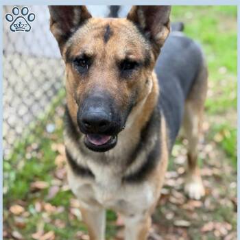 Rescue German Shepherd Dog Dogs for Adoption in Sugar Land, Texas - SGT FORREST | PetCurious