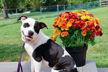 Quark-A-Moo -  Mixed Breed Dog for Adoption in Milton, Delaware - Quark-A-Moo | PetCurious