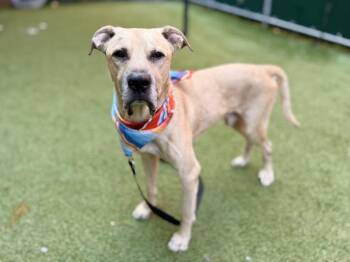 Alphonse -  Mixed Breed Dog for Adoption in New York, New York - Alphonse | PetCurious