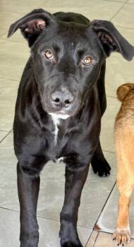 Australian Cattle Dog Blue Heeler and Labrador Retriever Dogs Available for Adoption in Fort Lupton, Colorado - Ker | PetCurious