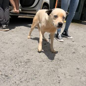 Lottie -  Cattle Dog Dog for Adoption in Columbus, North Carolina - Lottie | PetCurious