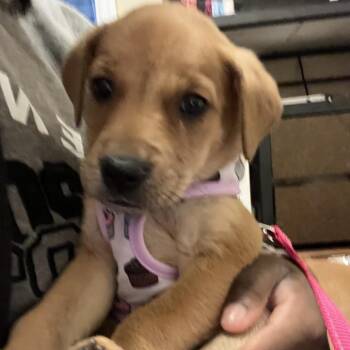 Mixed Breed Dogs Available for Adoption - Rink | PetCurious