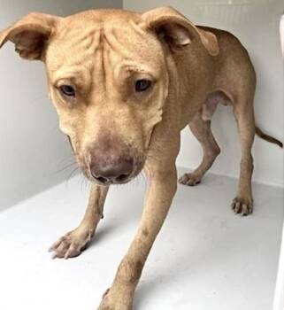 A661065 -  Pit Bull Terrier and Labrador Retriever Dog for Adoption in Houston, Texas - A661065 | PetCurious