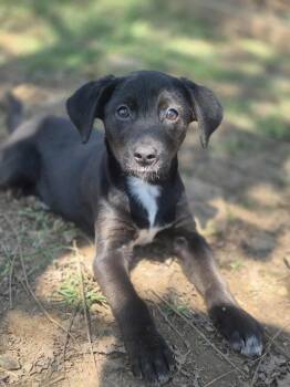 Rescue Retriever Dogs for Adoption in Dover, Arkansas - Lara | PetCurious